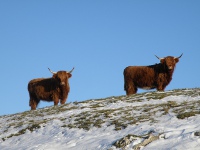 Highland cows in the Far pasture in winter.
