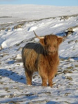 Pale coated Highland cow in the Parc pasture in winter.