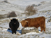 Black coated Highland cow and bull.