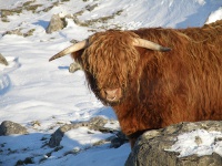 Closeup of a Higland bull.