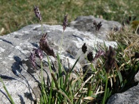 Blue Moor Grass (Sesleria caerulea).