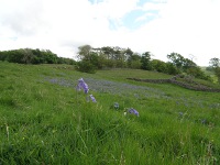 Bluebells in the Far End pasture.
