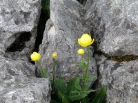 Globeflower growing between limestone pavement.