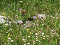 Species-rich limestone grassland, late June.