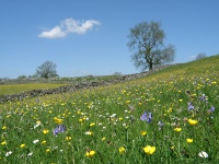 Bluebells and Bulbous Buttercups.