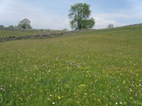 Hay Rattle in The Far End meadow, early June.