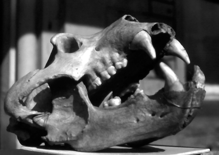 ale brown bear skull and mandibles c 12,200 BC. Victoria Cave.