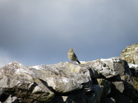 A juvenile Wheetear rests on a wall at Lower Winskill.
